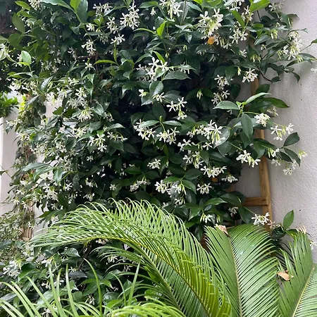 Maria's Jasmine Lejlighed *