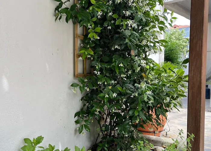 Maria's Jasmine * Volos