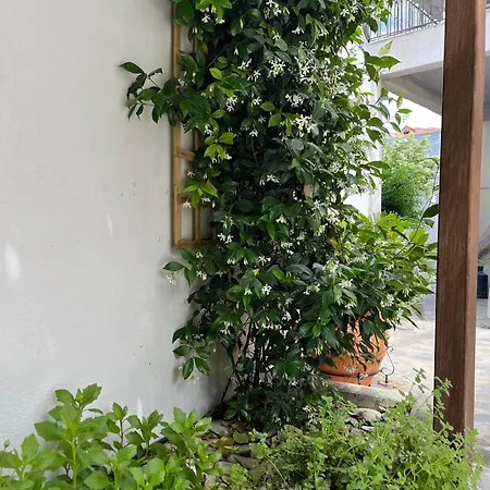 Maria's Jasmine * Volos