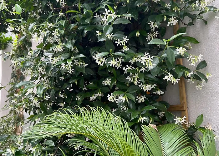 Maria's Jasmine Apartman *